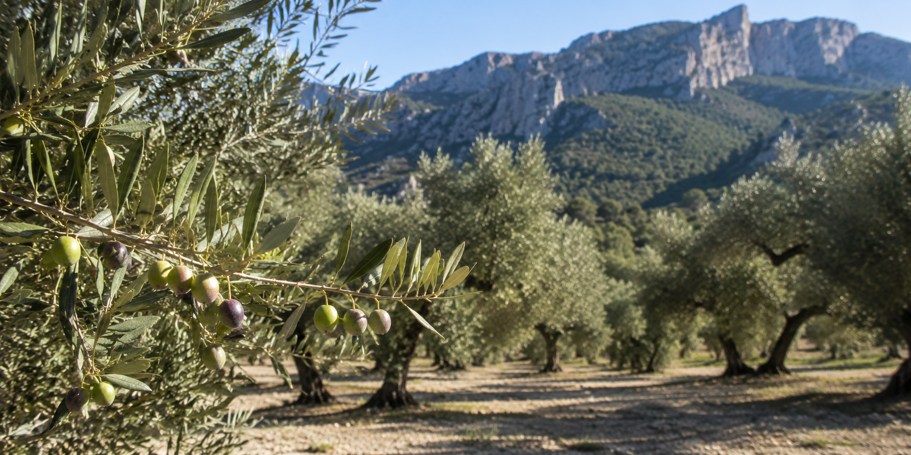 Tipos y Variedades de Aceite de Oliva: Guía Completa